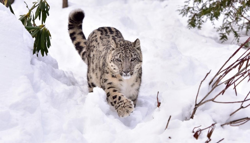 Project Snow Leopard - IAS4Sure