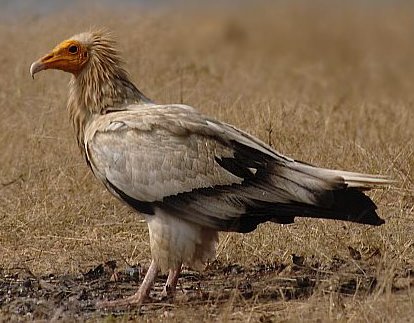 Egyptian_vulture