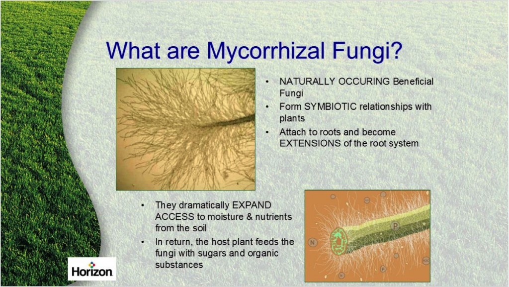 Mycorrhizal fungi IAS4Sure