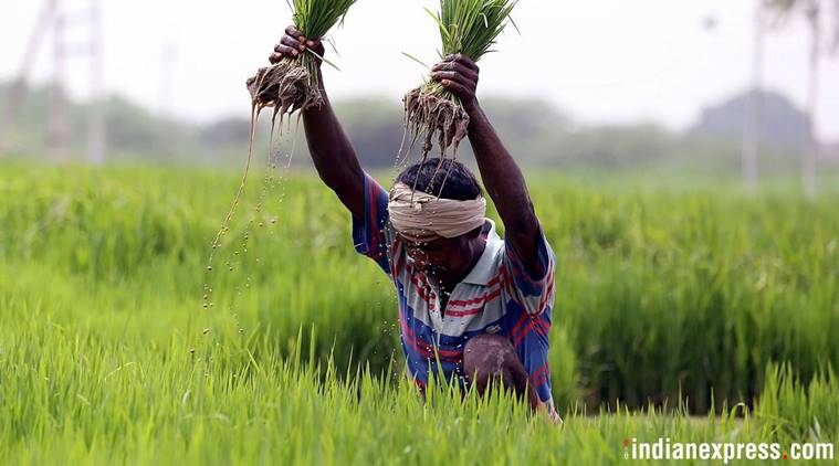 A farmer working in paddy fields in a village at the outskirts of Punjab on Monday, September 11 2017. Express Photo by Sahil Walia *** Local Caption *** A farmer working in paddy fields in a village at the outskirts of Punjab on Monday, September 11 2017. Express Photo by Sahil Walia