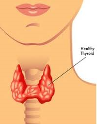 ias4sure.com -Thyroid Gland