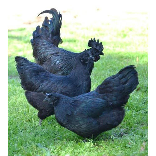 ias4sure.com - Kadaknath chicken