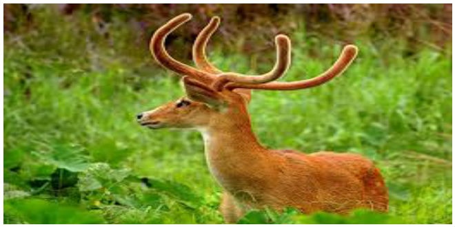ias4sure.com - Sangai Brow-Antlered Deer